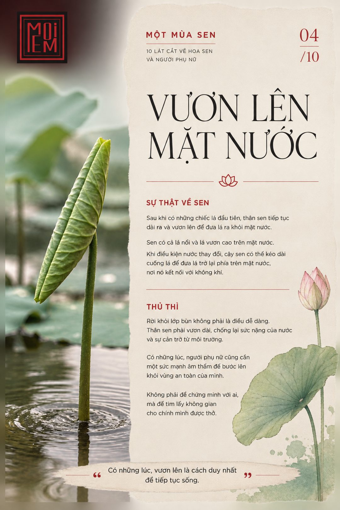 Vươn lên mặt nước · Một mùa sen 04/10